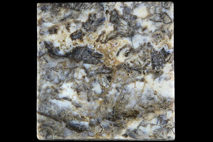 Rhynie Chert - Early Devonian Vascular Plant Fossils #86713